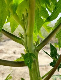 233agro_ingjoel02