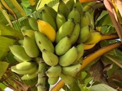 232agro_bananobhosale01