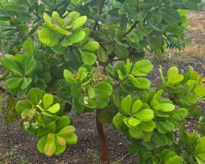 232agro_cashewbhosale03