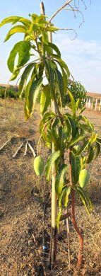 232agro_kesharbhosale01