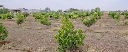 232agro_mangobhosale02